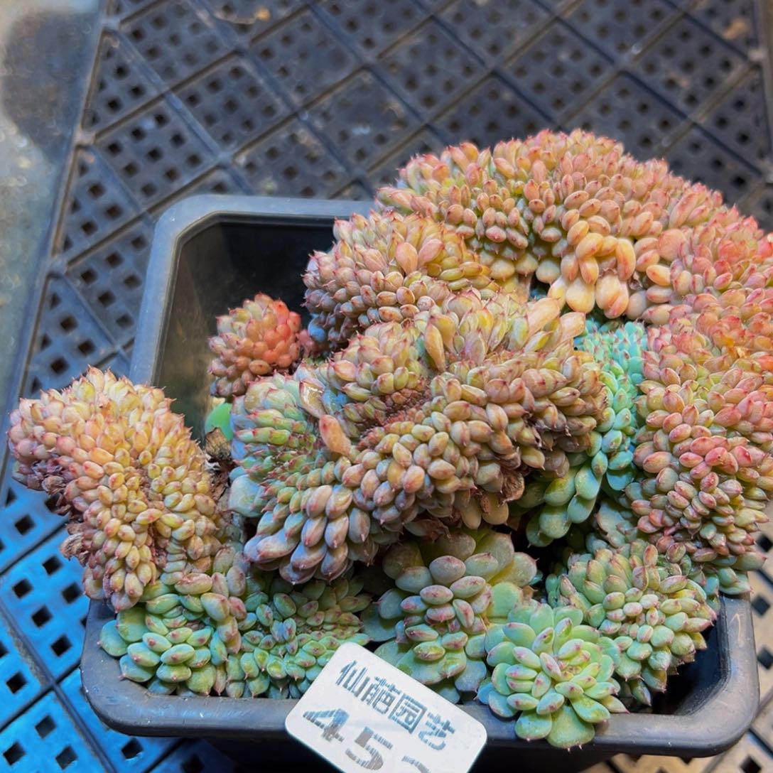 老***途452多肉葡萄的价格也是