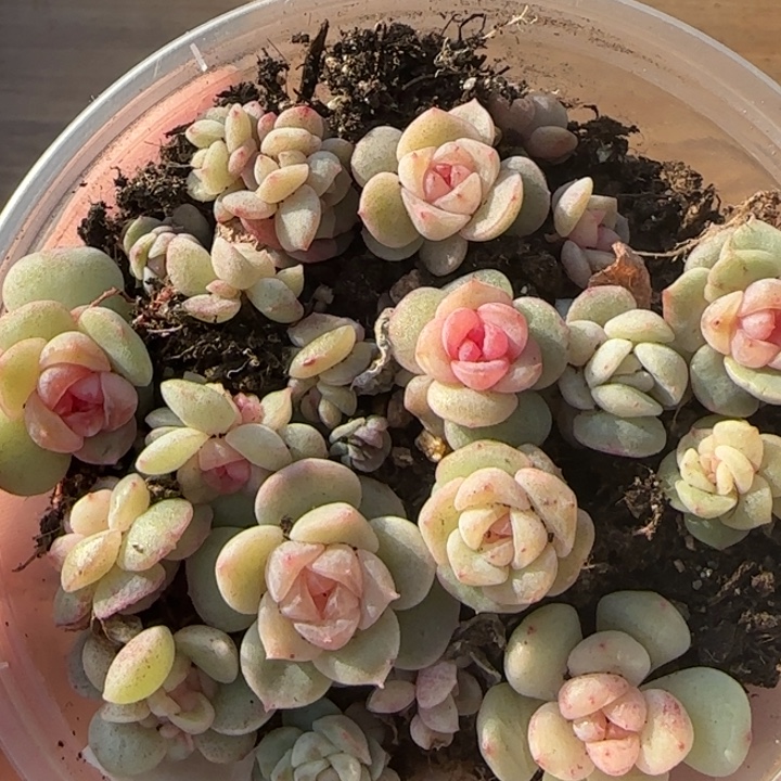 14王者系列种多肉一盒