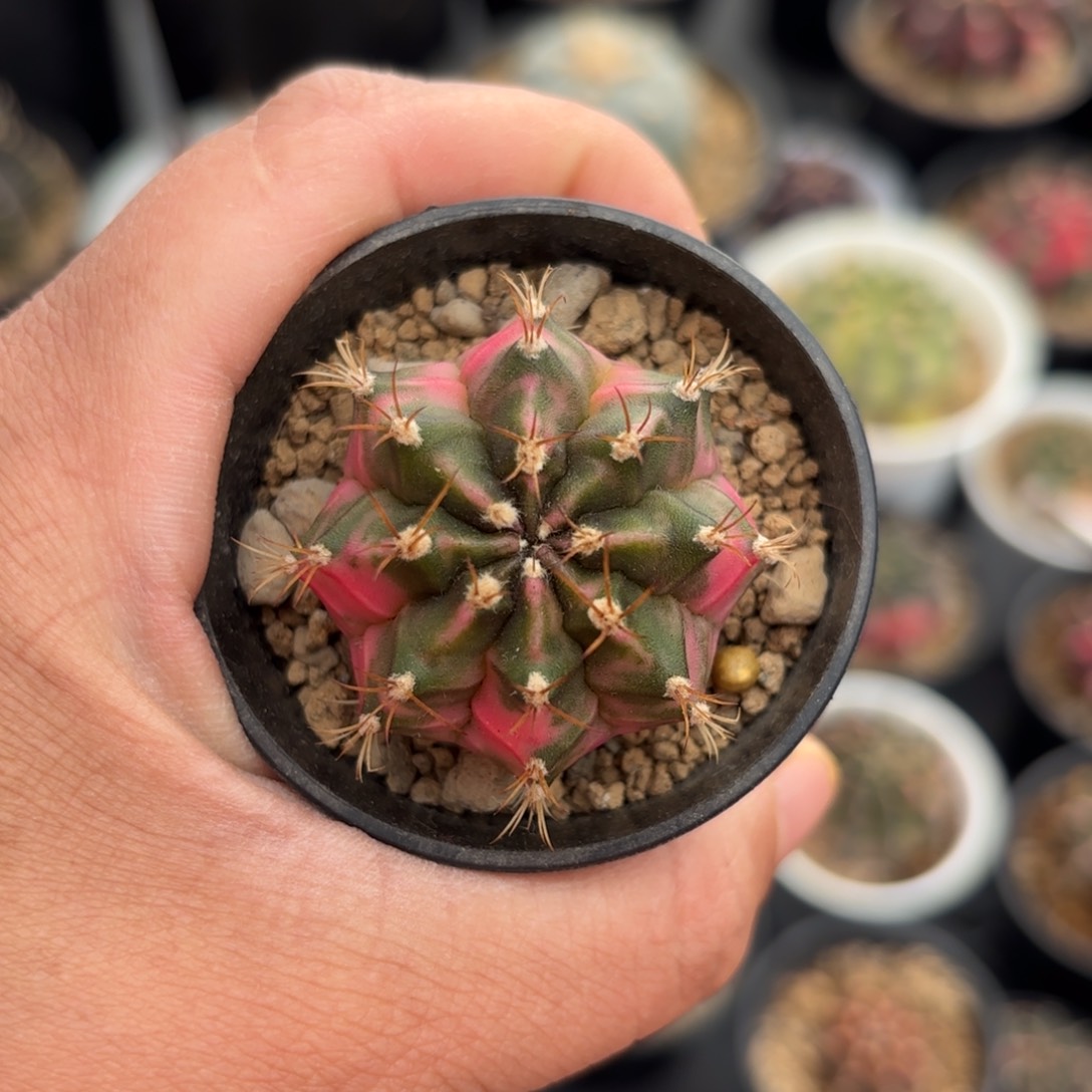 泰系米哈仙人球301水裂