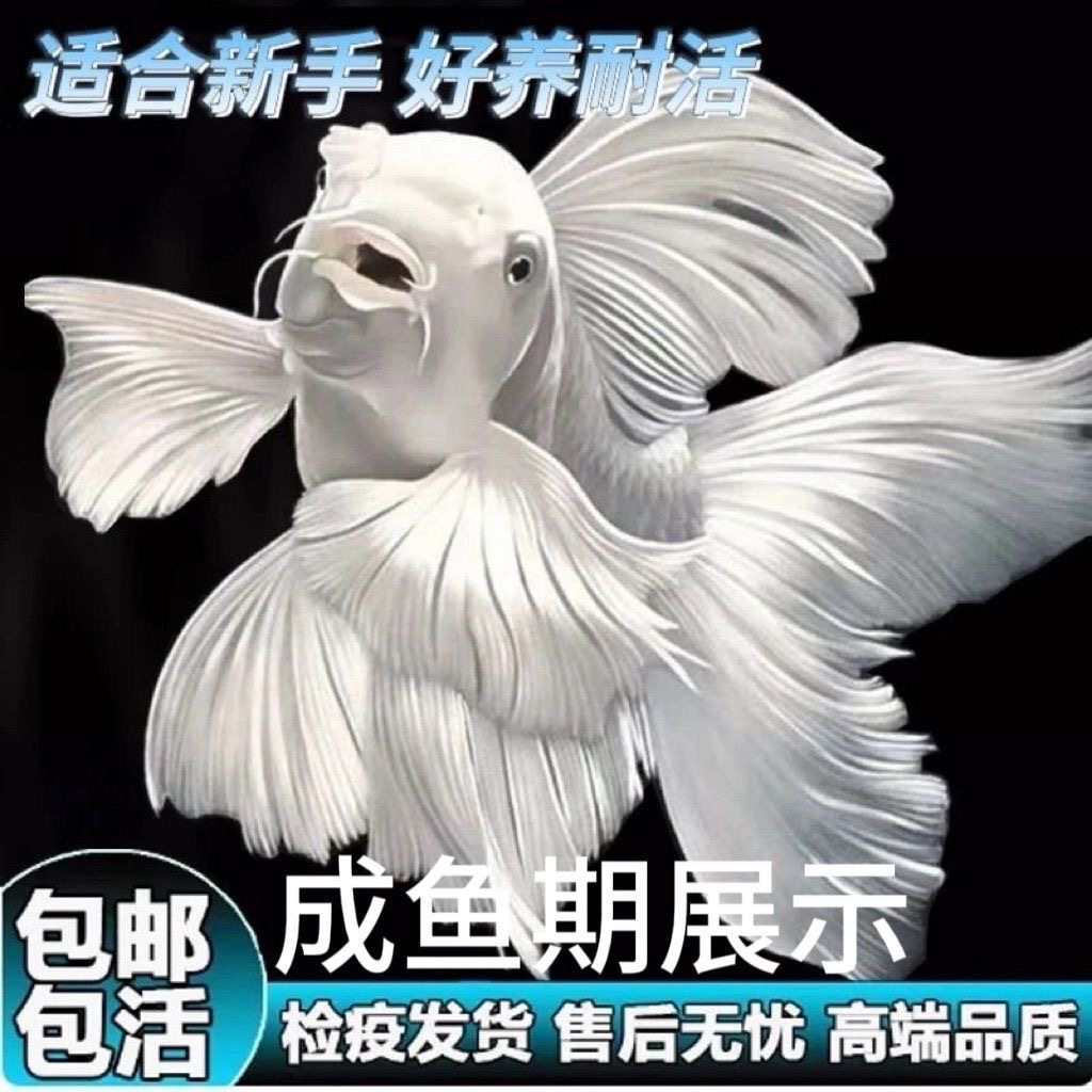 蝴蝶鲤鱼普身精品台系纯种贵妃体白色观赏鱼养殖饲养活体发货养殖
