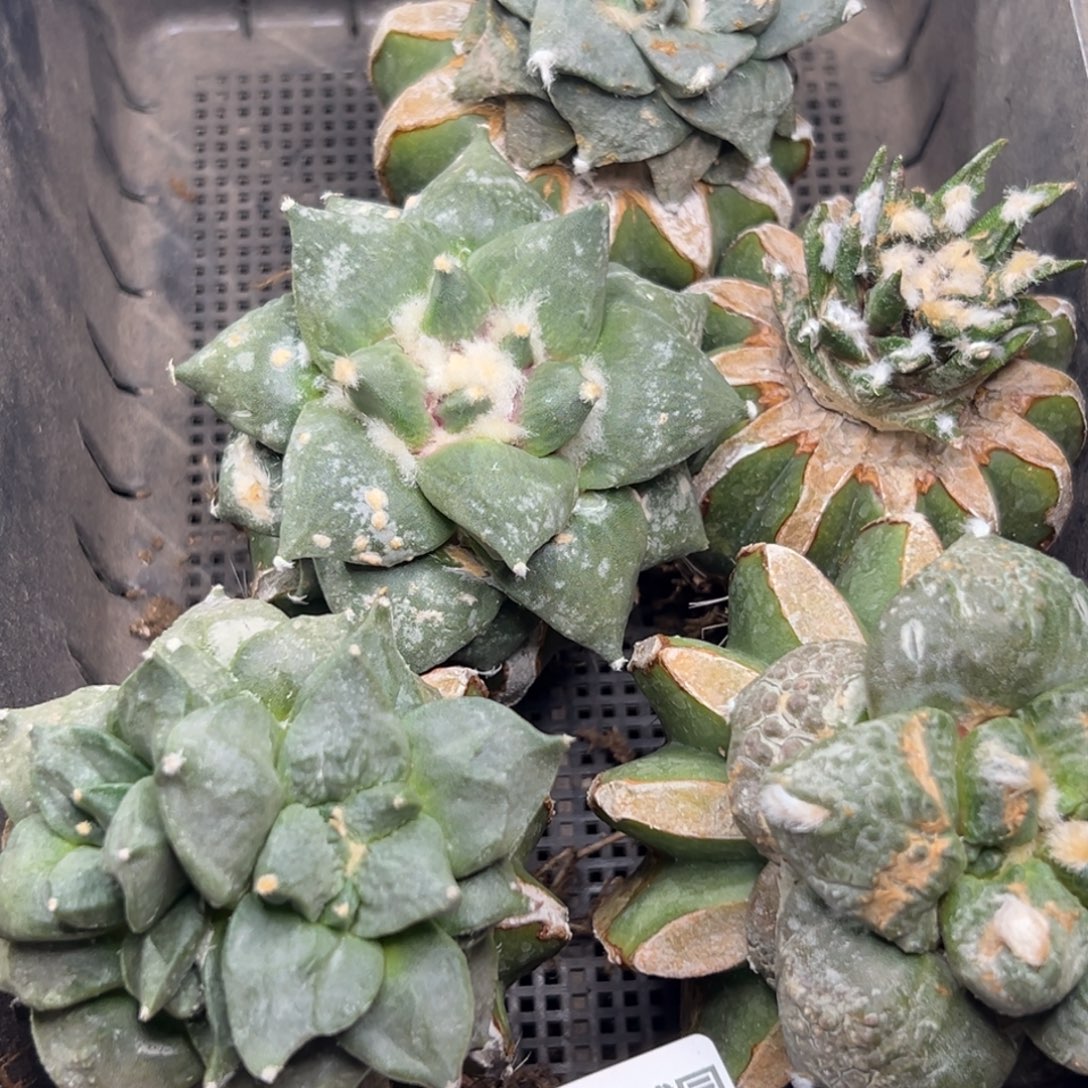 108 仙人球的比赛将于