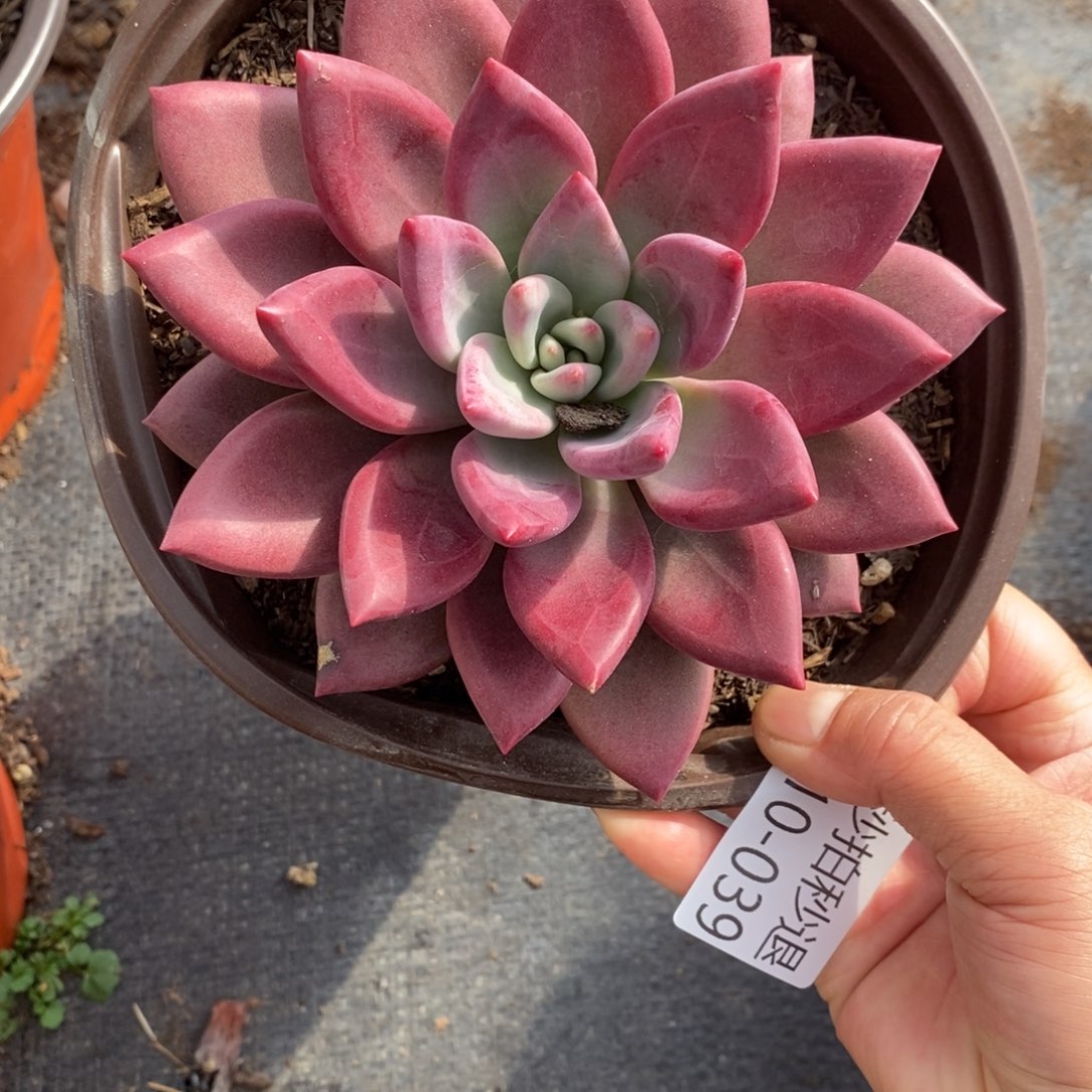 两单包邮1210-39赫菲