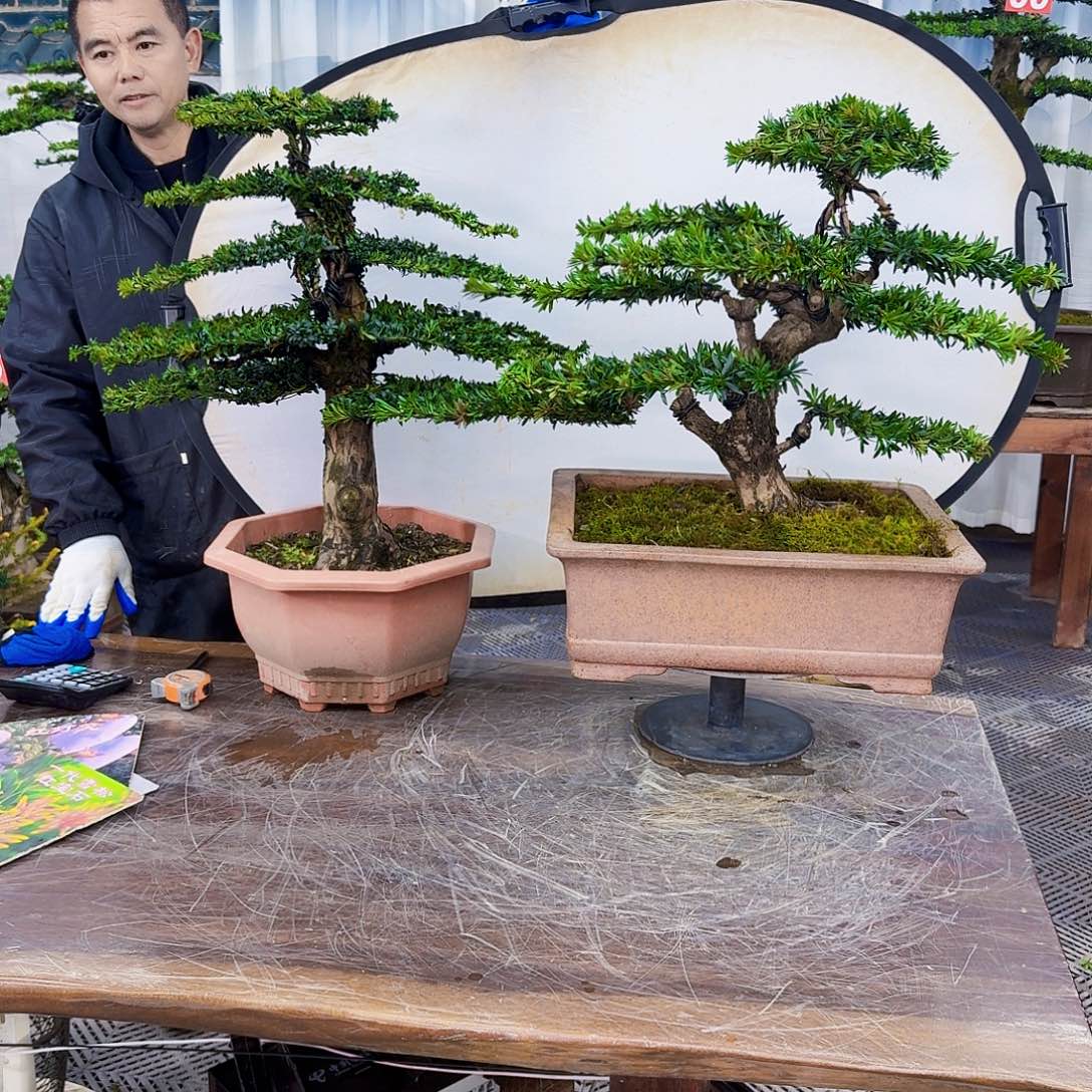 伟***哥无花朵罗汉松一物一拍888