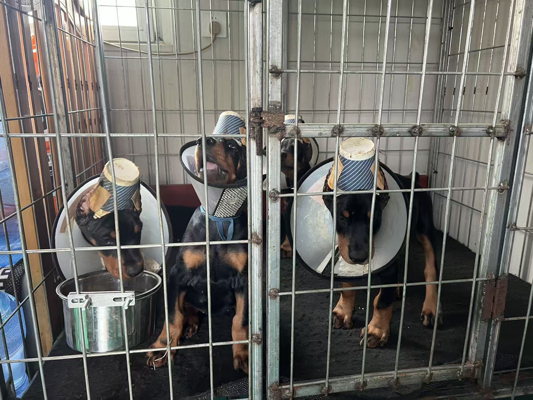 德系杜斌犬舍专用链接订金，一物一拍以直播间讲解为主