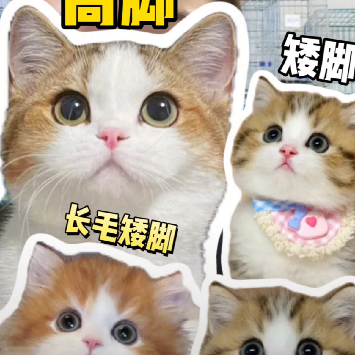 矮脚猫咪活体全款链接
