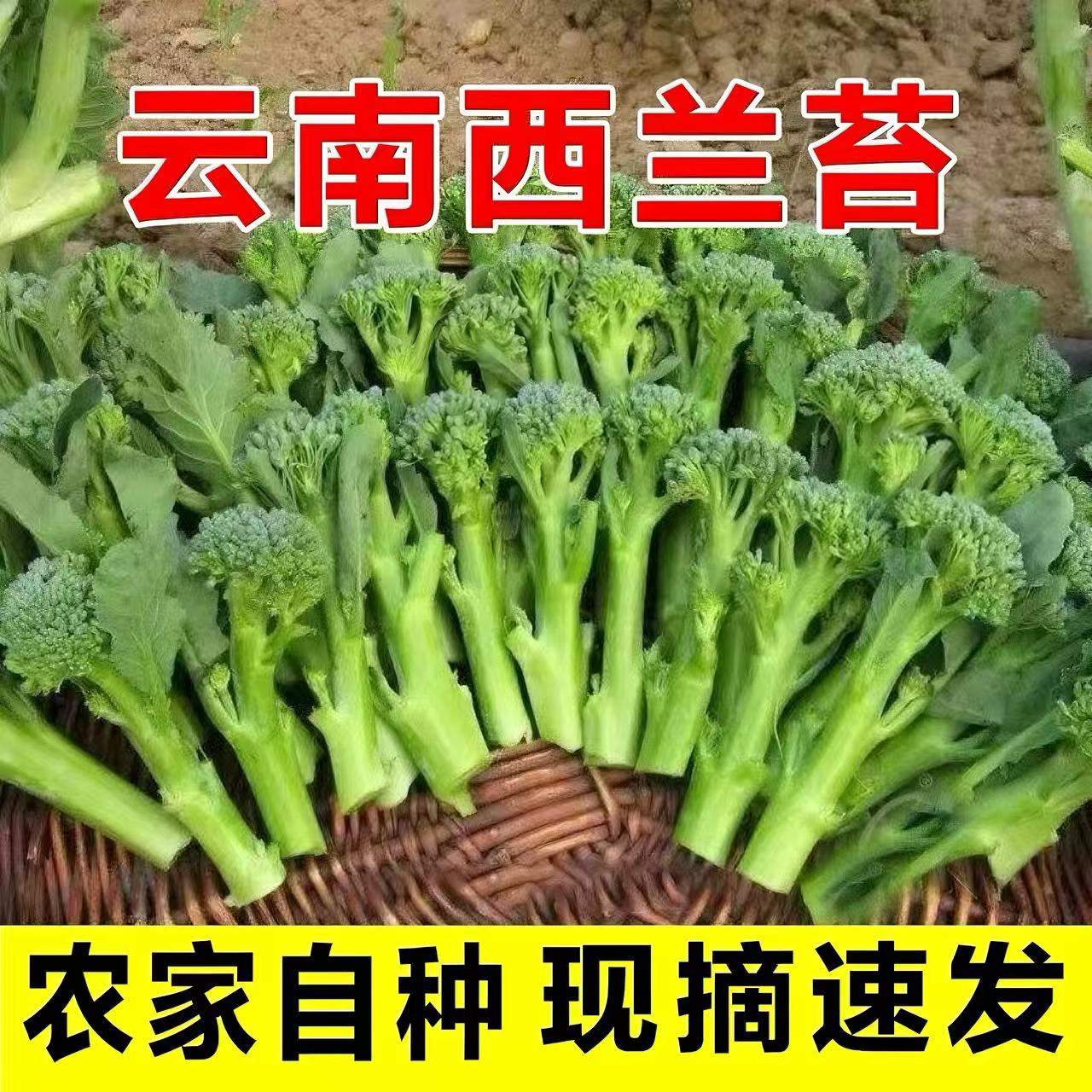 新鲜西兰花苔小西兰花现摘现发鲜甜时令