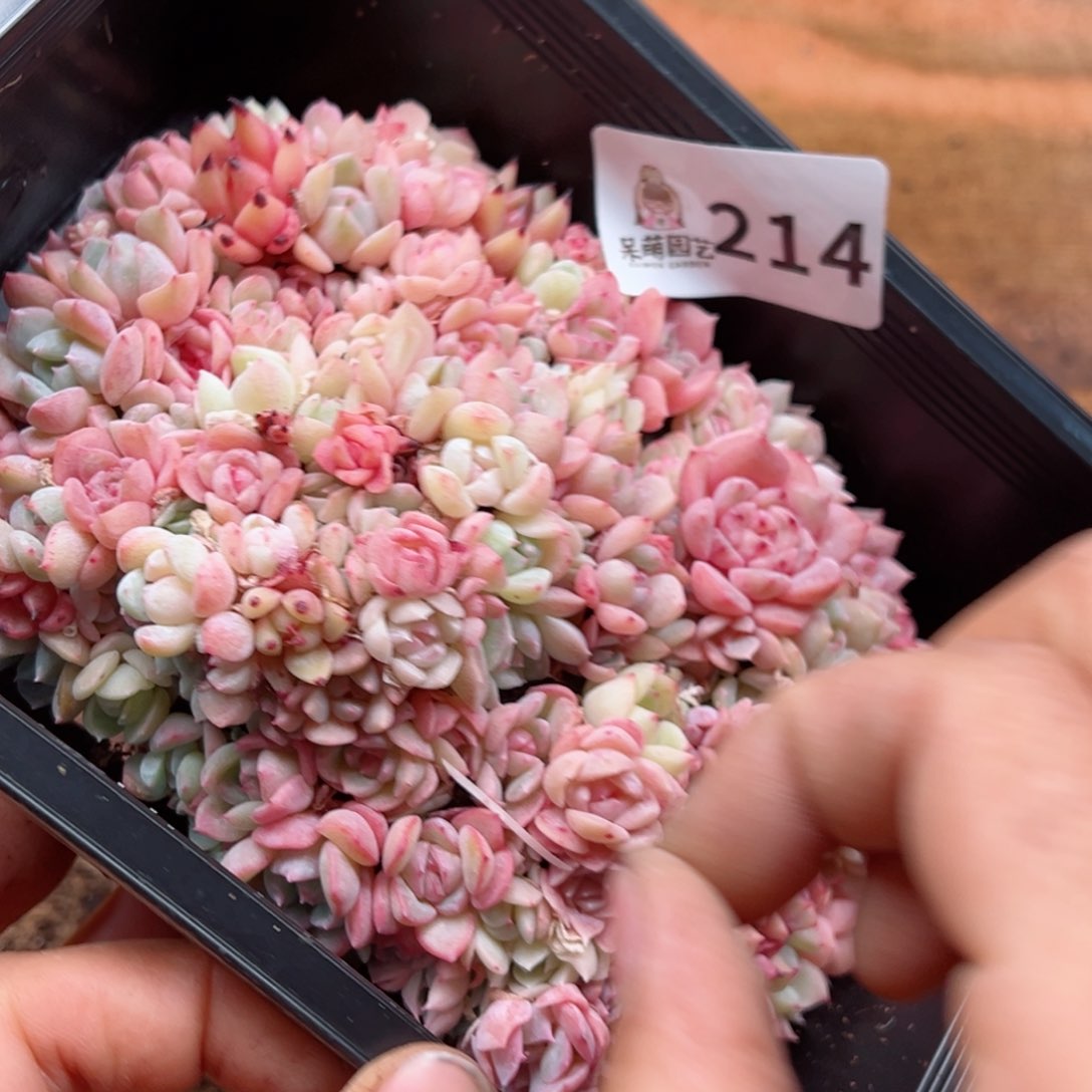 多肉植物多肉植物