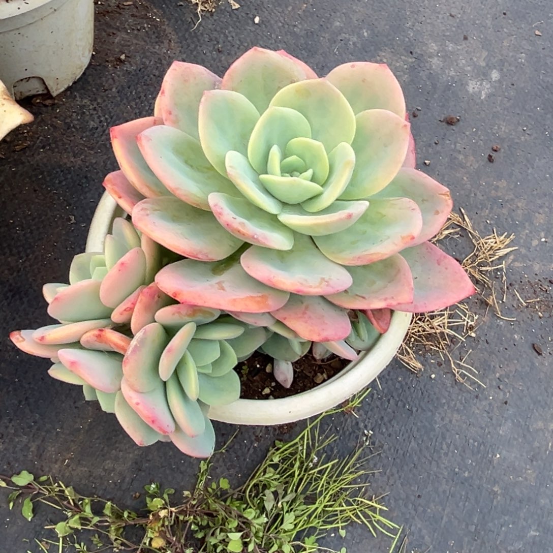 微***暖小雨多肉初见柚子茶