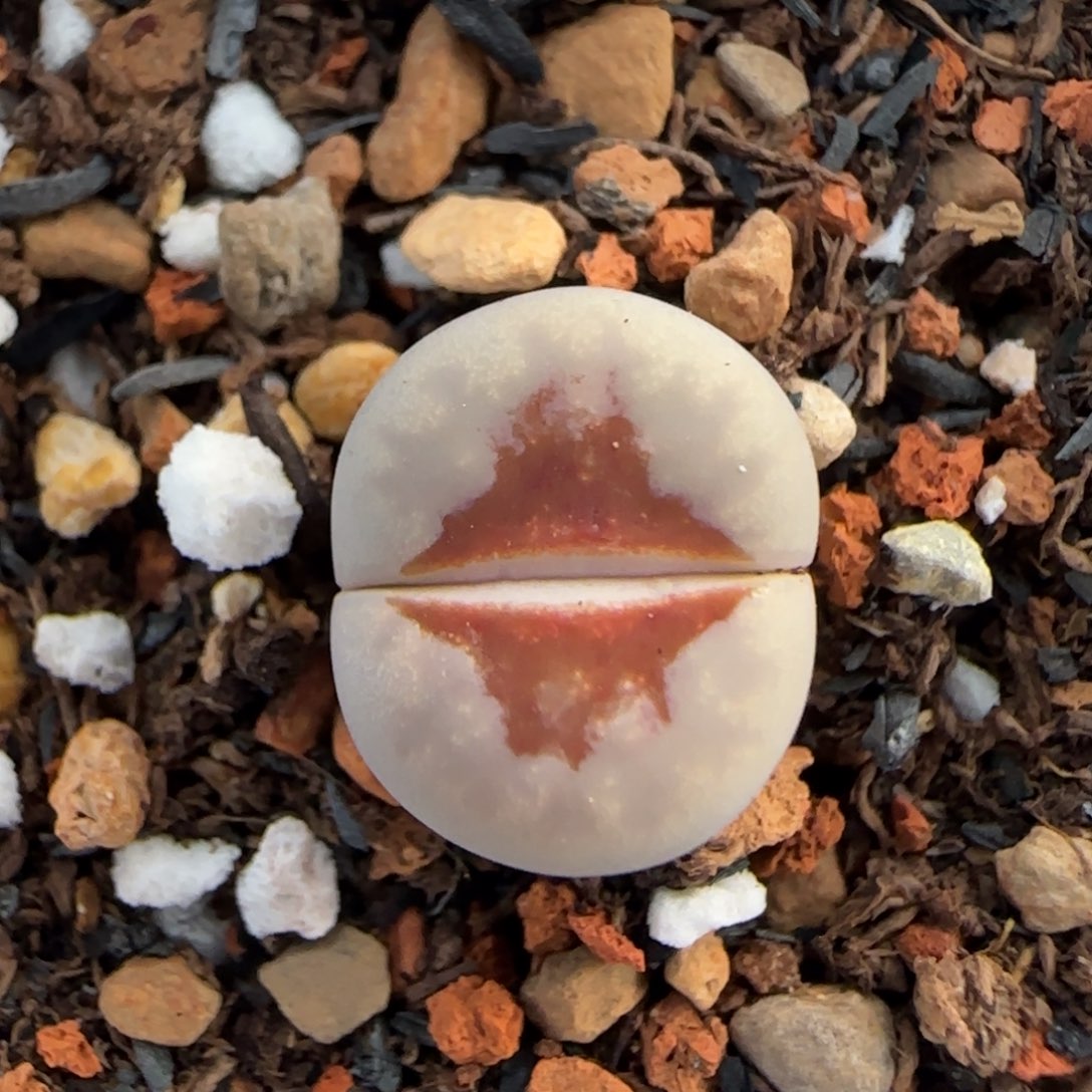 12二蜕1344红热唇