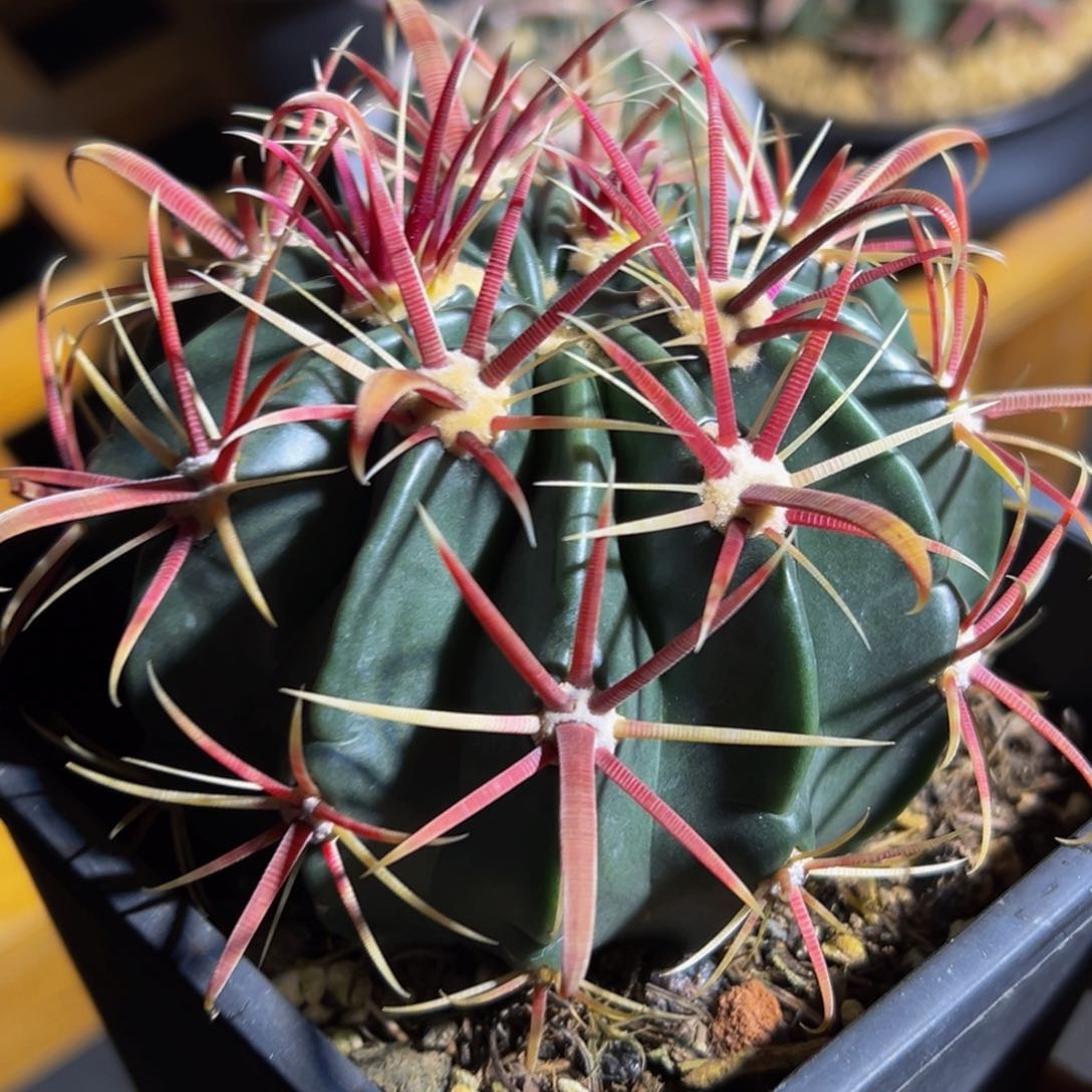 精品狂刺勾刺（丸叶日出福利）