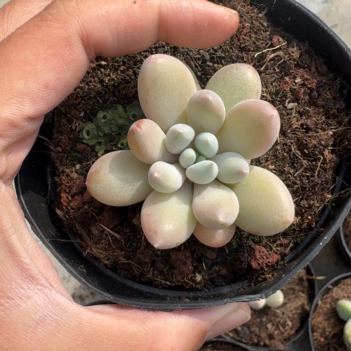 海豚体 哥特 单头  一物一拍