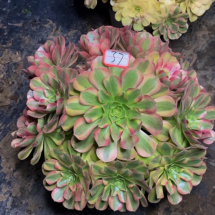 雨荷老桩捧花福利的37号