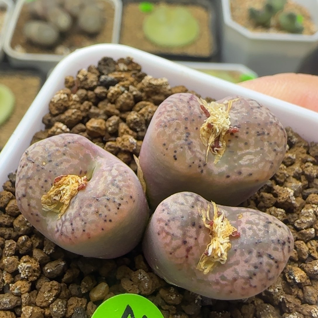 杂交群生多肉植物257