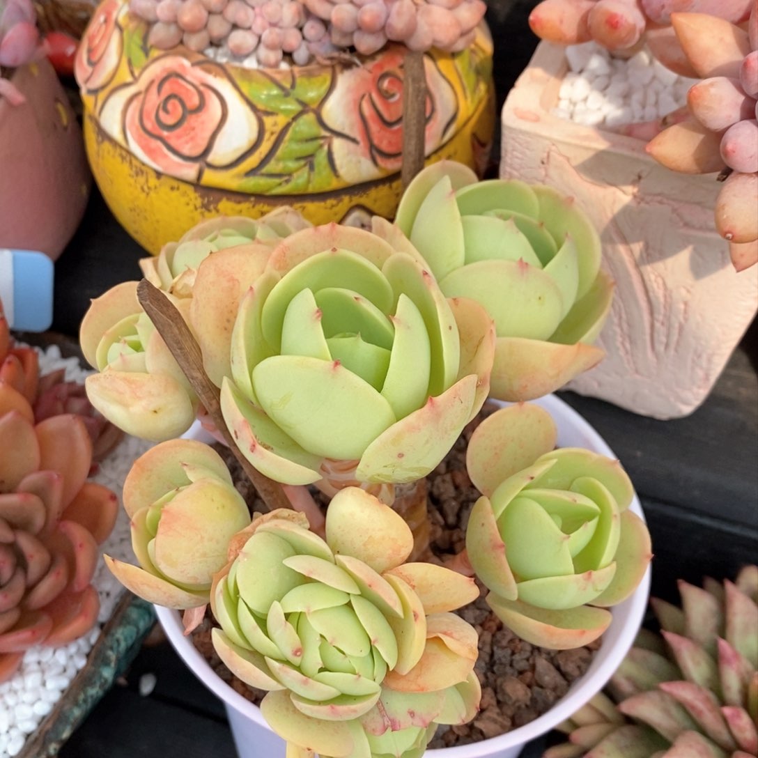 碧桃多肉植物盆栽