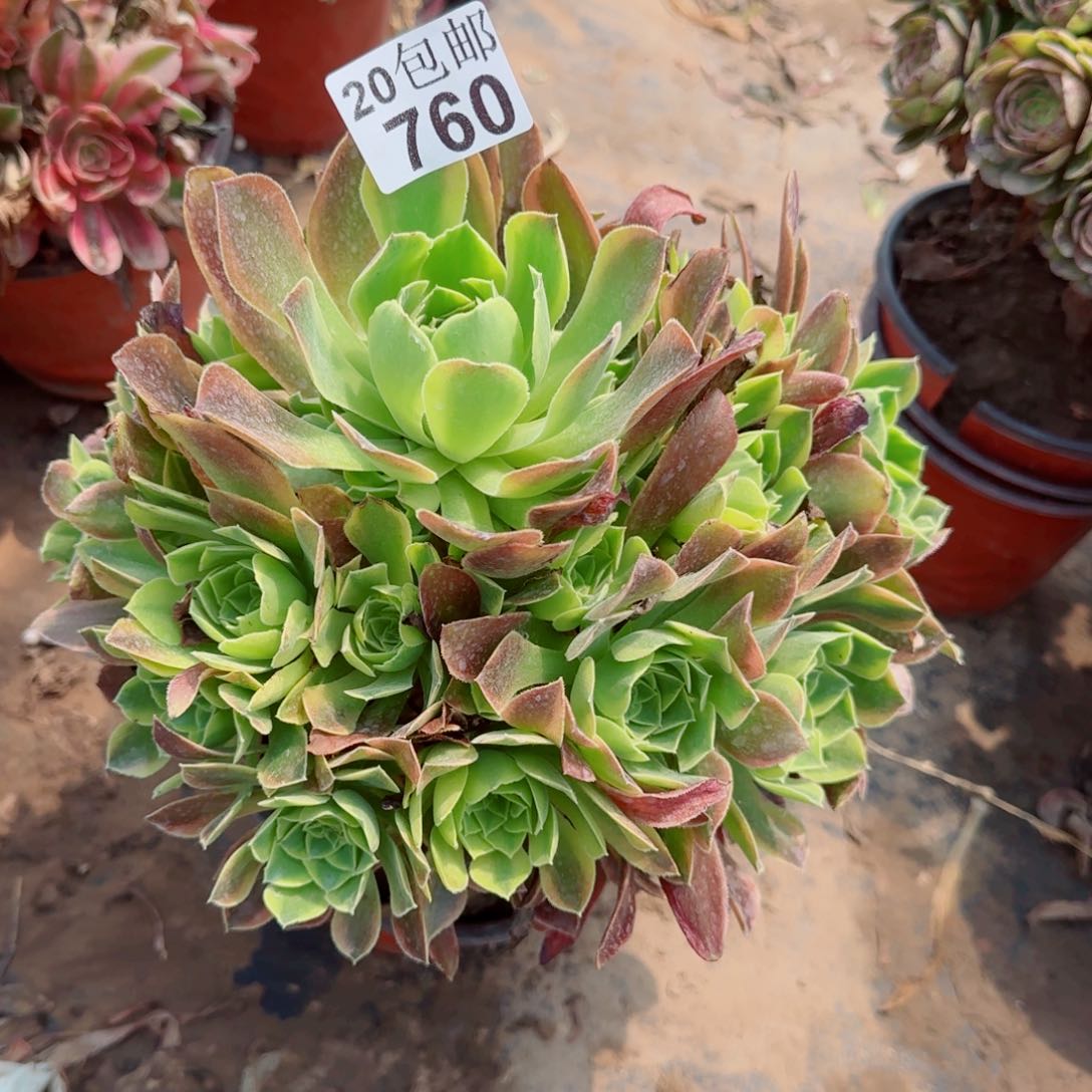 青檬多肉760满20包邮断枝不包