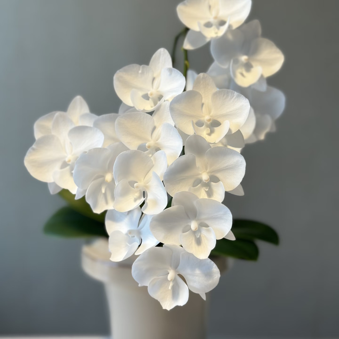 渟叙【白天鹅】3.0寸 带花带花苞发货 花卉阳台植物清新网红