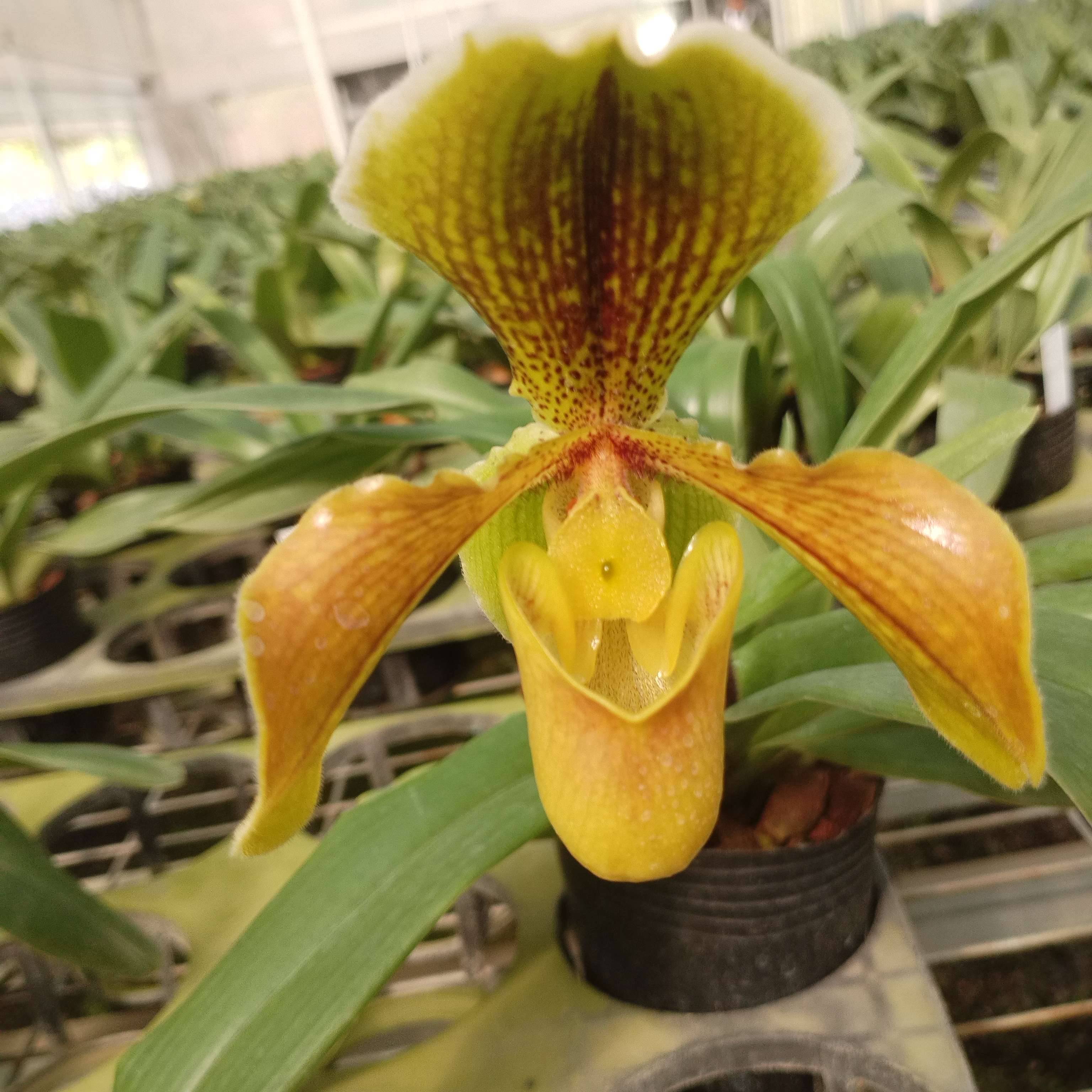 人工种植绿肉饼X紫毛兜兰盆栽顺丰包邮植迷不误贵州基地直发