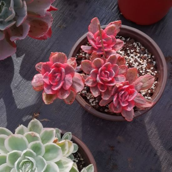 蓝玫瑰白覆轮锦群