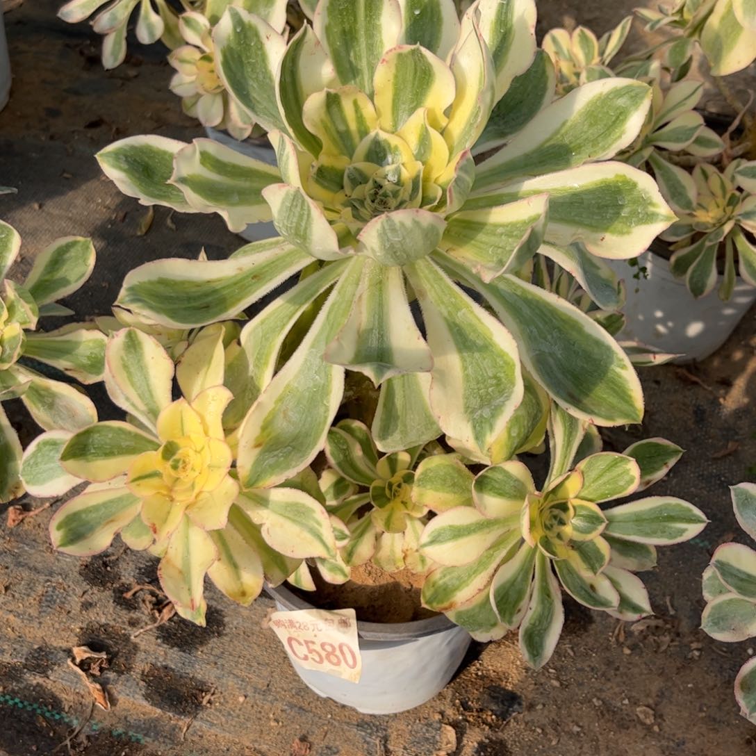 580多肉植物艳姿锦