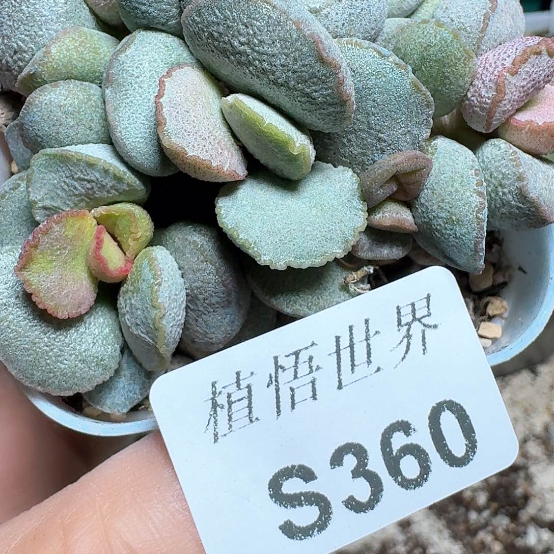 360号多肉植物哇c