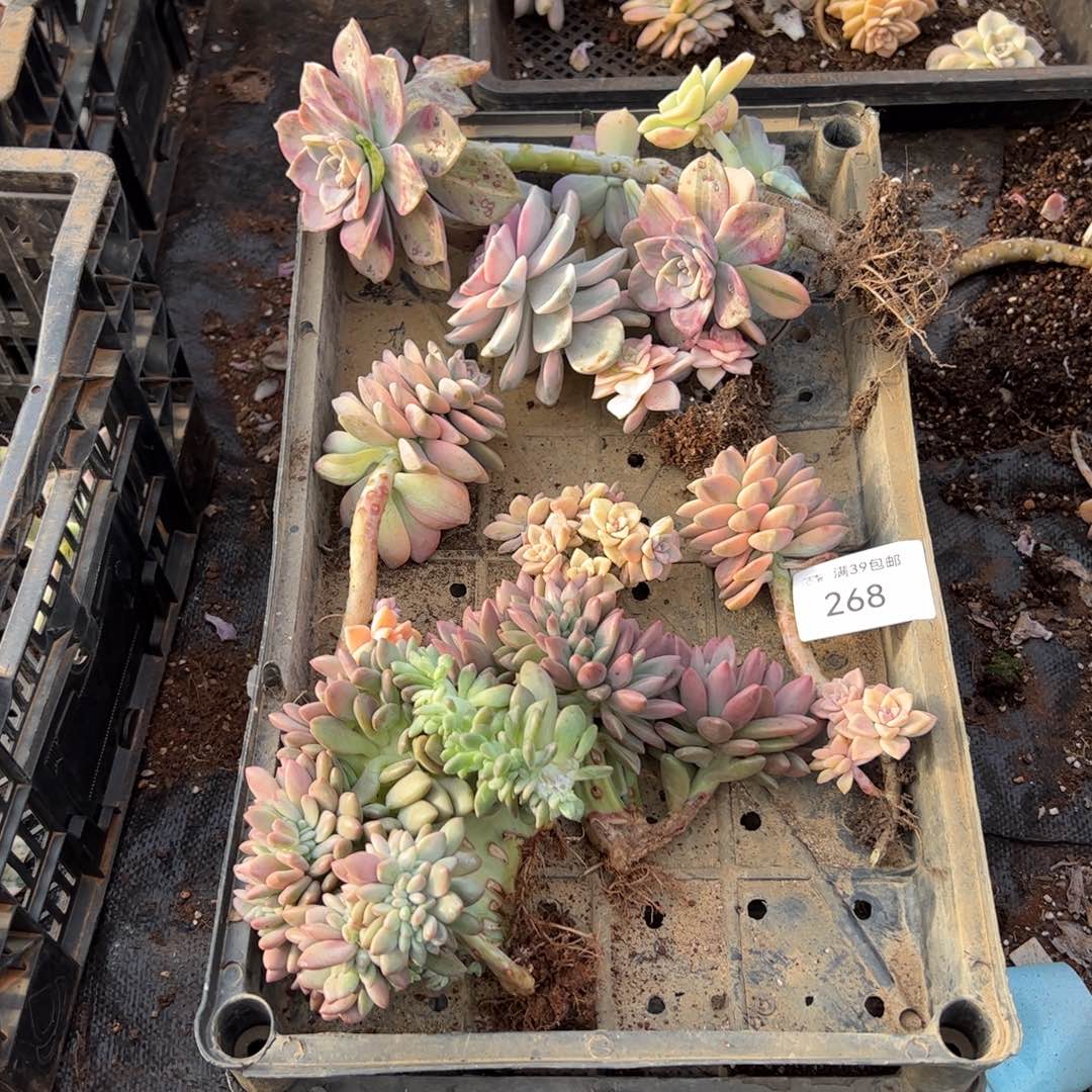 268紫乐锦老桩多肉植物