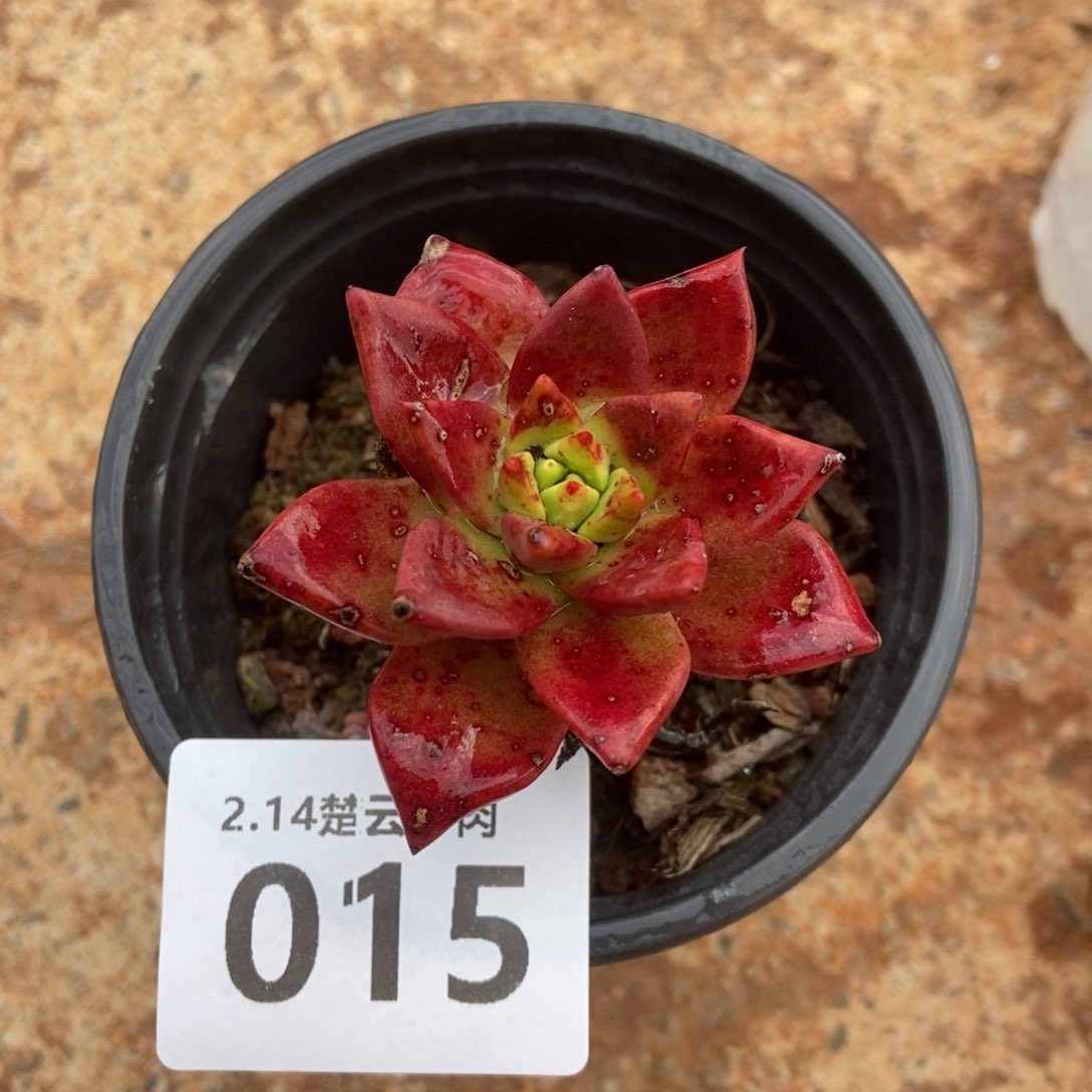 015绿玫瑰多肉植物