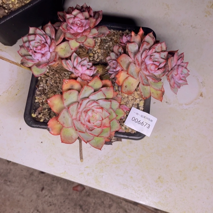 加***2多肉一物一拍6673