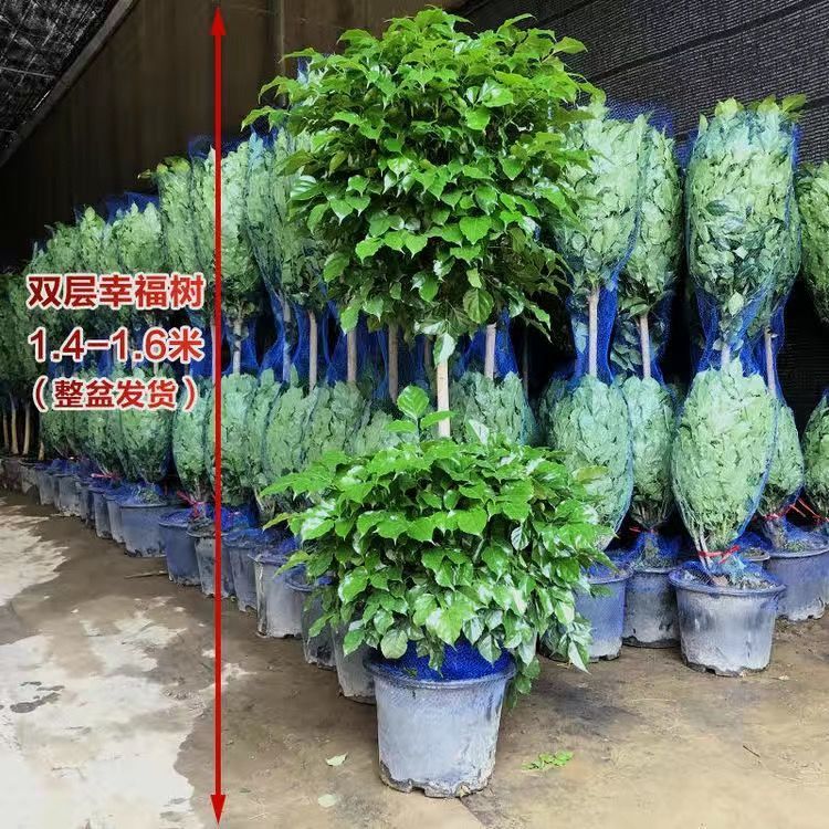 幸福树盆栽室内植物大型客厅盆栽办公室净化空气乔迁好绿宝室内树