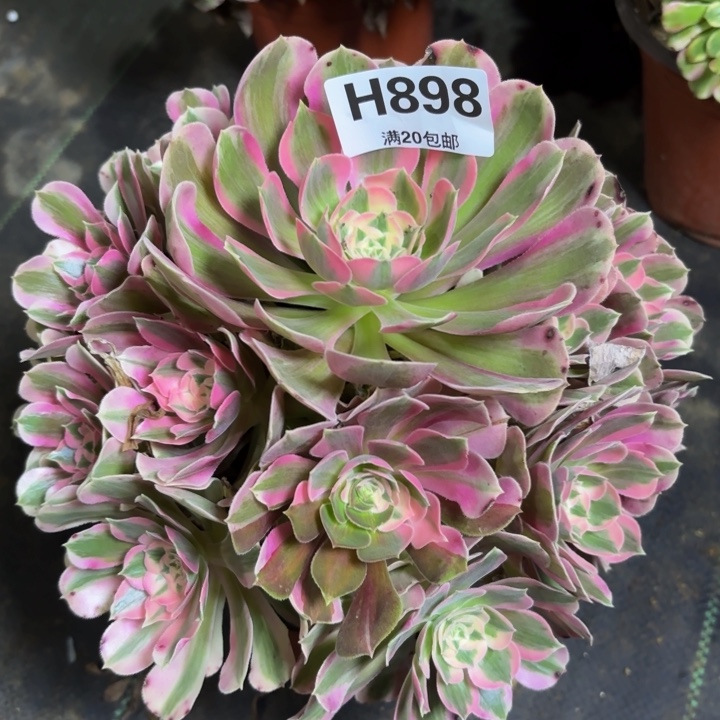 瑞妈多肉植物，898.布