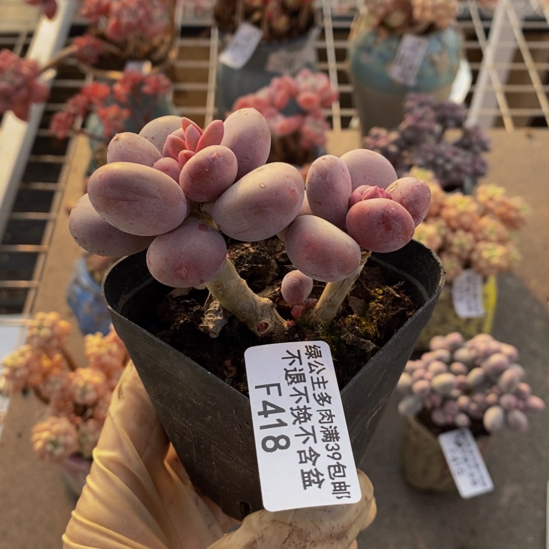 彩虹奶酪418/6c m