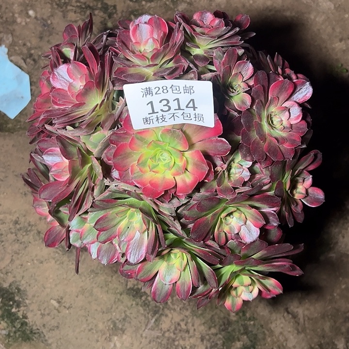 1314安娜多肉植物