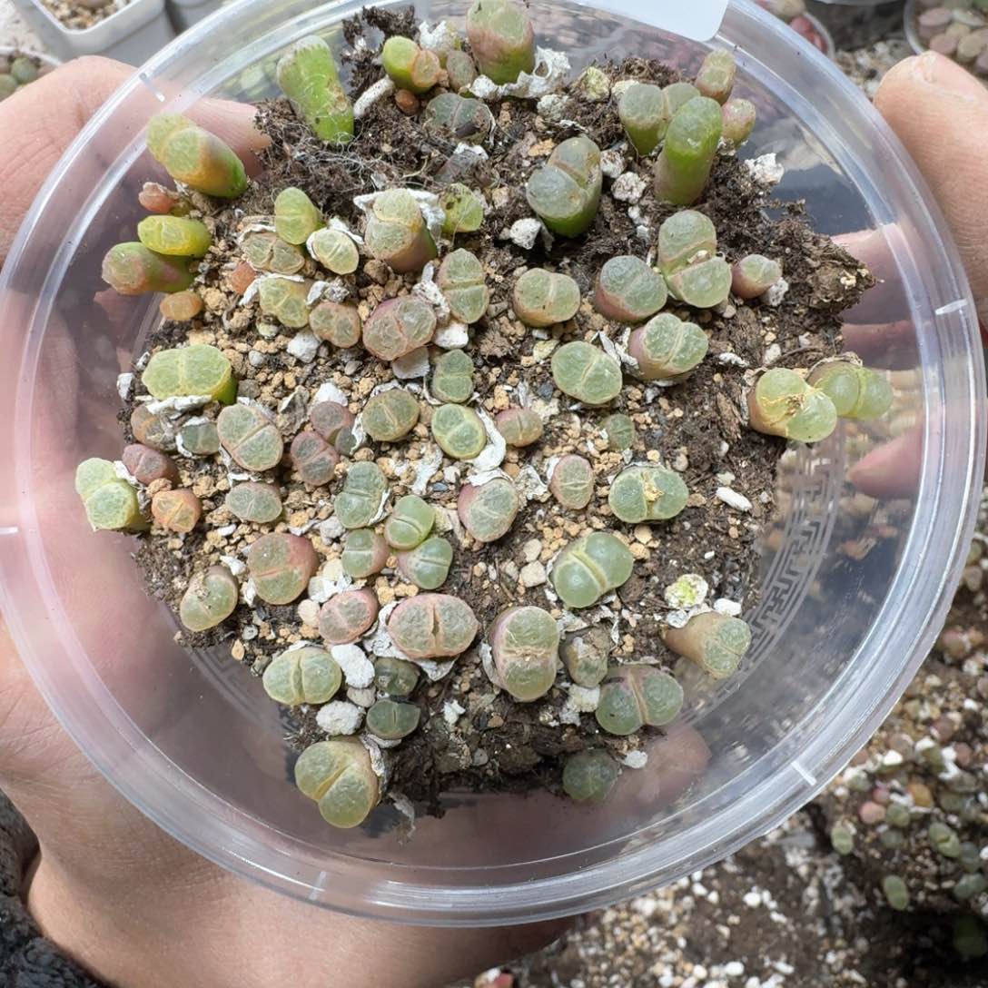 578。1453.9。粉樱风铃