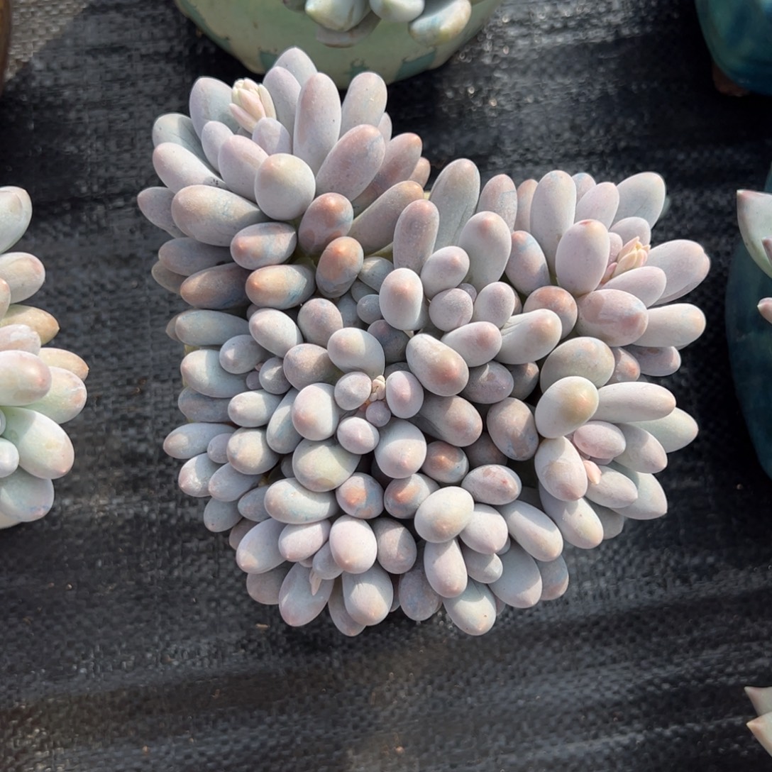 好***宋汤圆一物一拍多肉