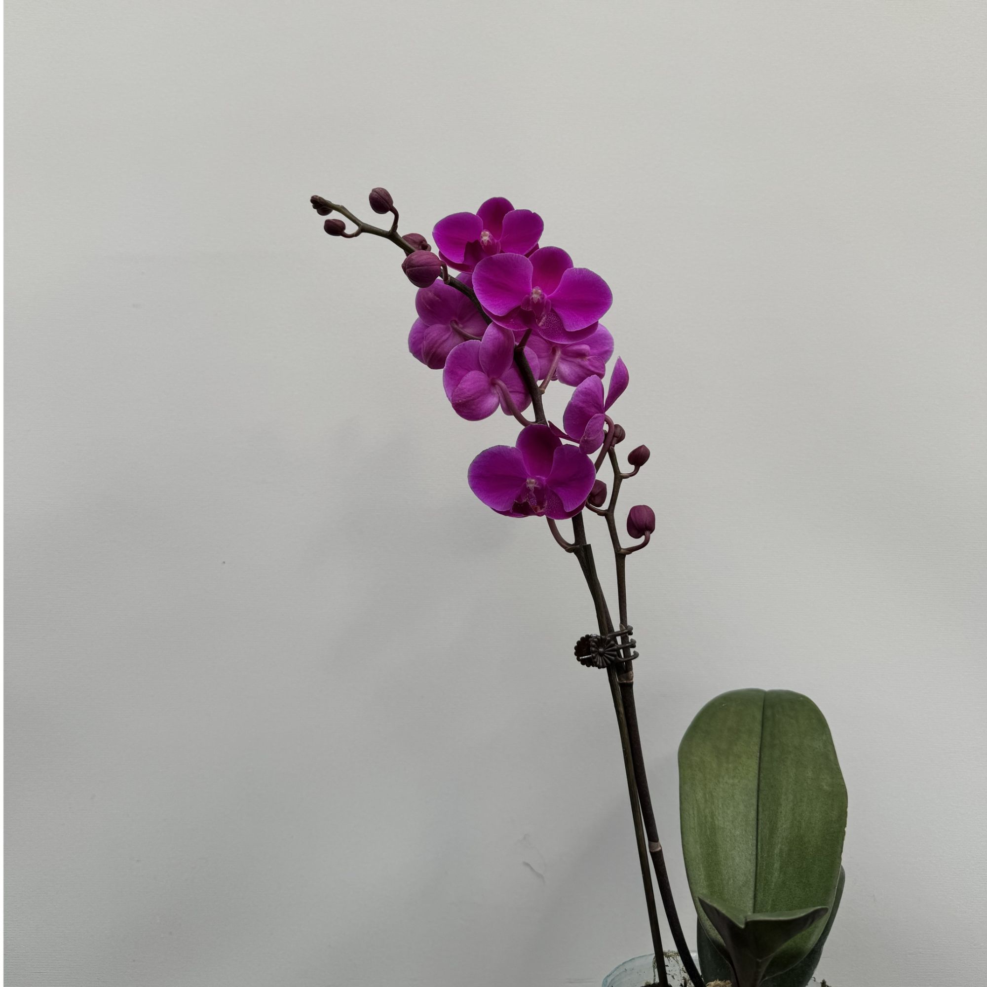 蝴蝶兰【随机福袋一朵】带花带花苞室内前台送礼懒人小白年宵花