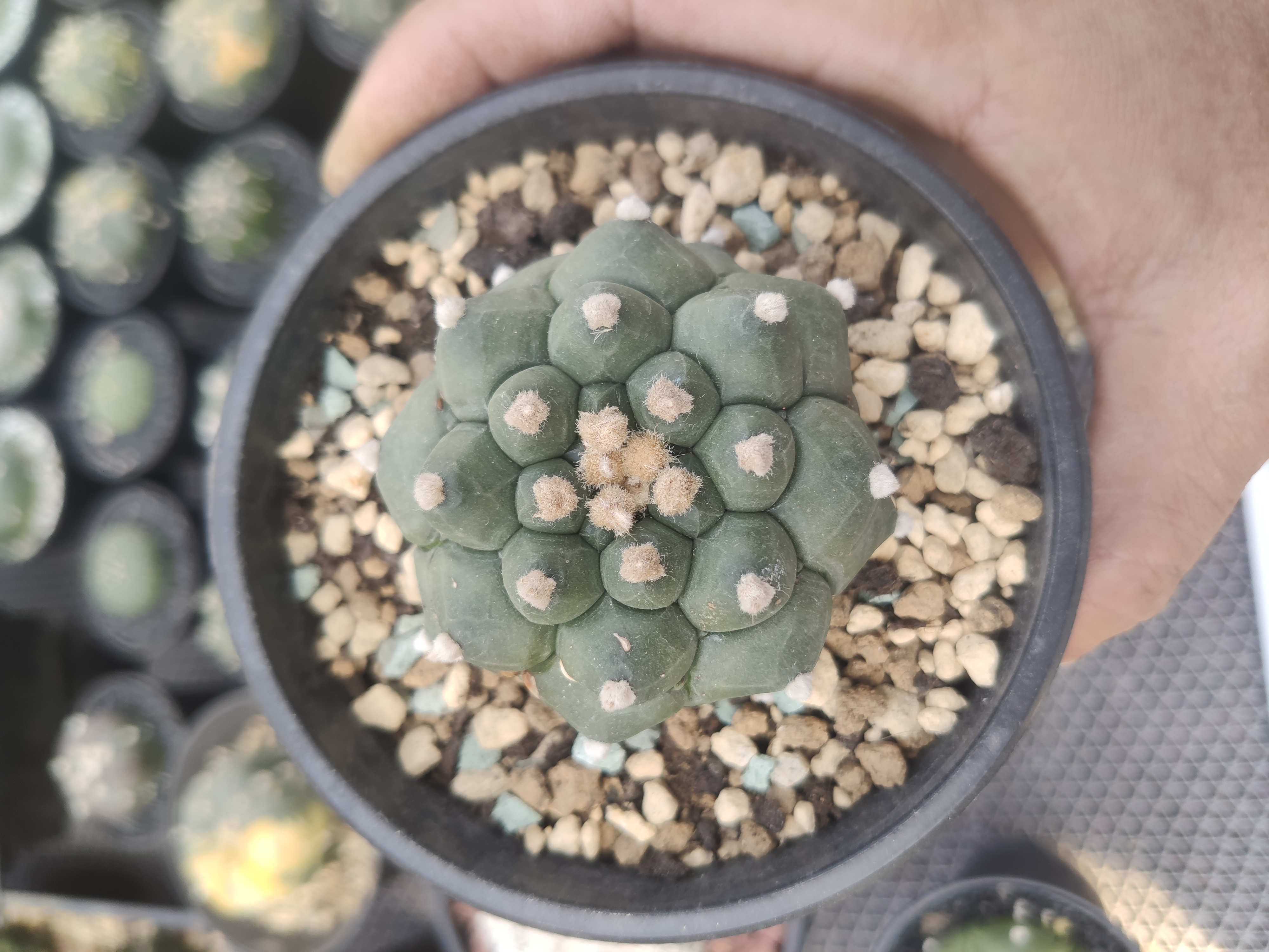 003实生根角尤兜，启玥精品仙人球