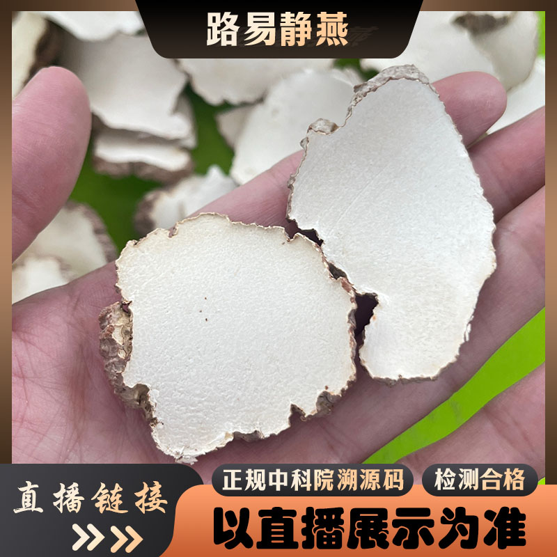 精选马来虎乳菌【燕巧瓏】可搭配百合干煲汤