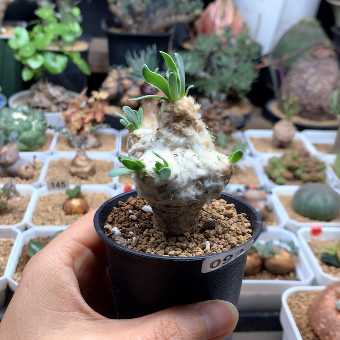 刨花厚敦菊母本带盆099