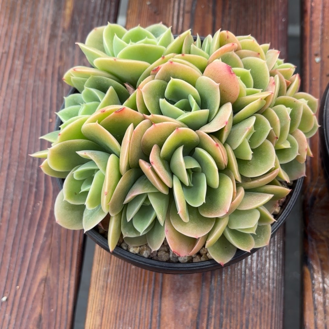 君****星娜塔多肉植物hhjjnnnnj