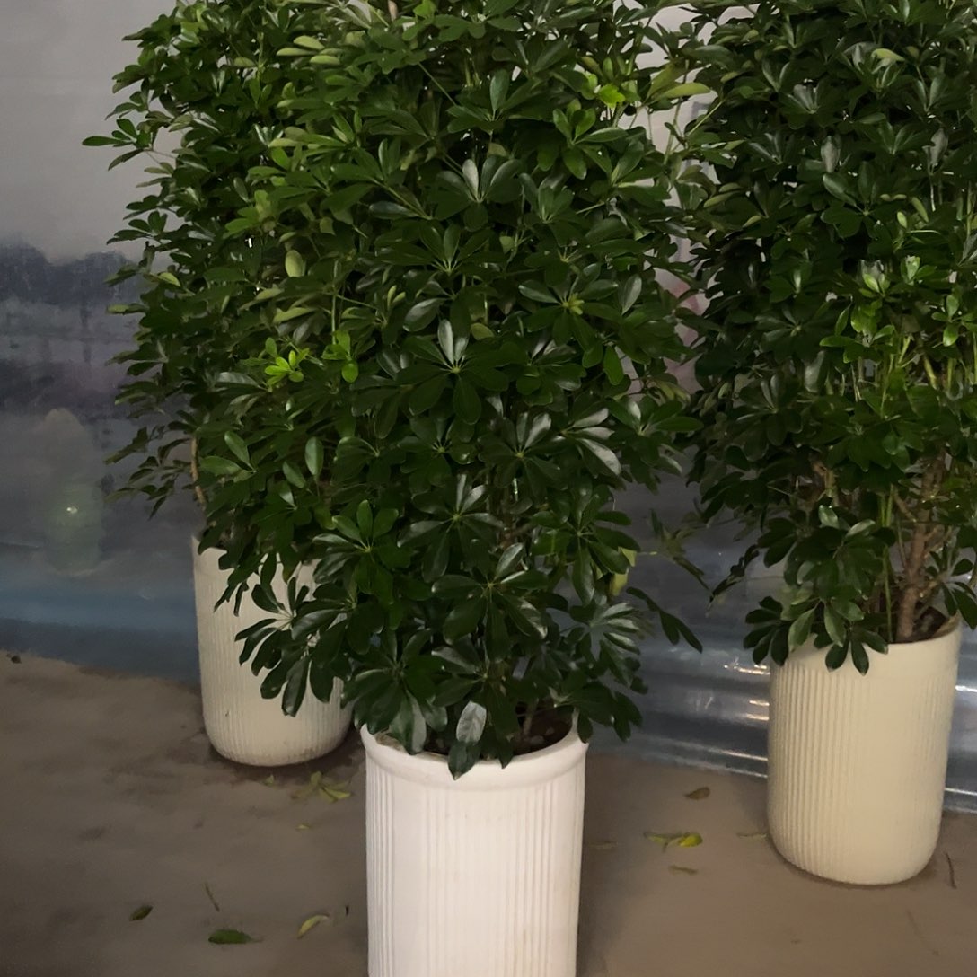 完全开放花陶园艺原生招财树