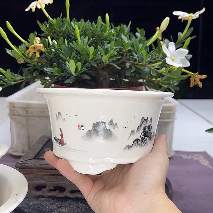 当前无花朵，栽培后可花朵凤凰山腊玉栀子花