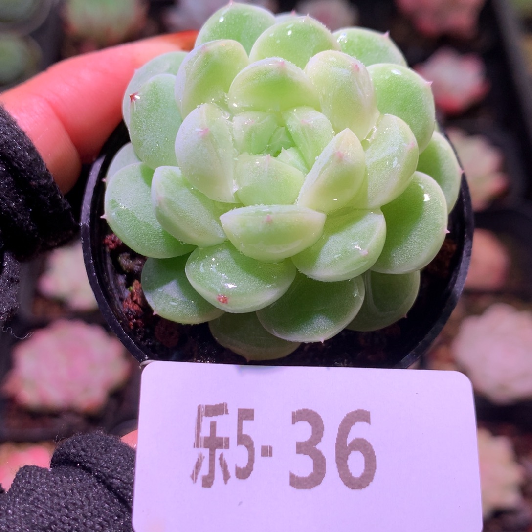 乐然 5-36 白梦单头 