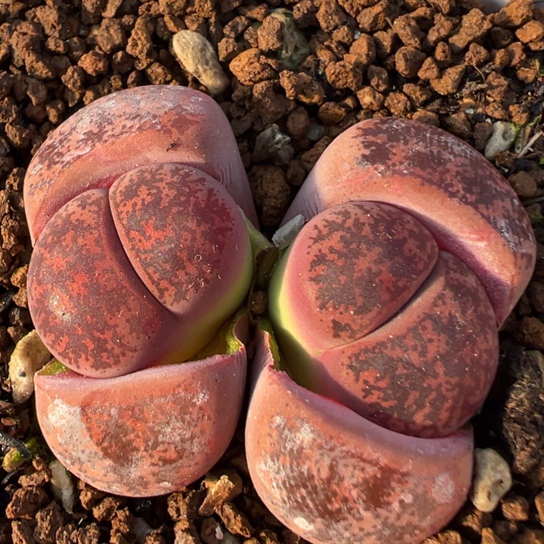 2504多肉植物酒红紫薰