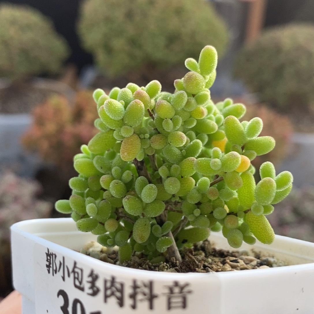 蜜橘糖球3916枝干番杏