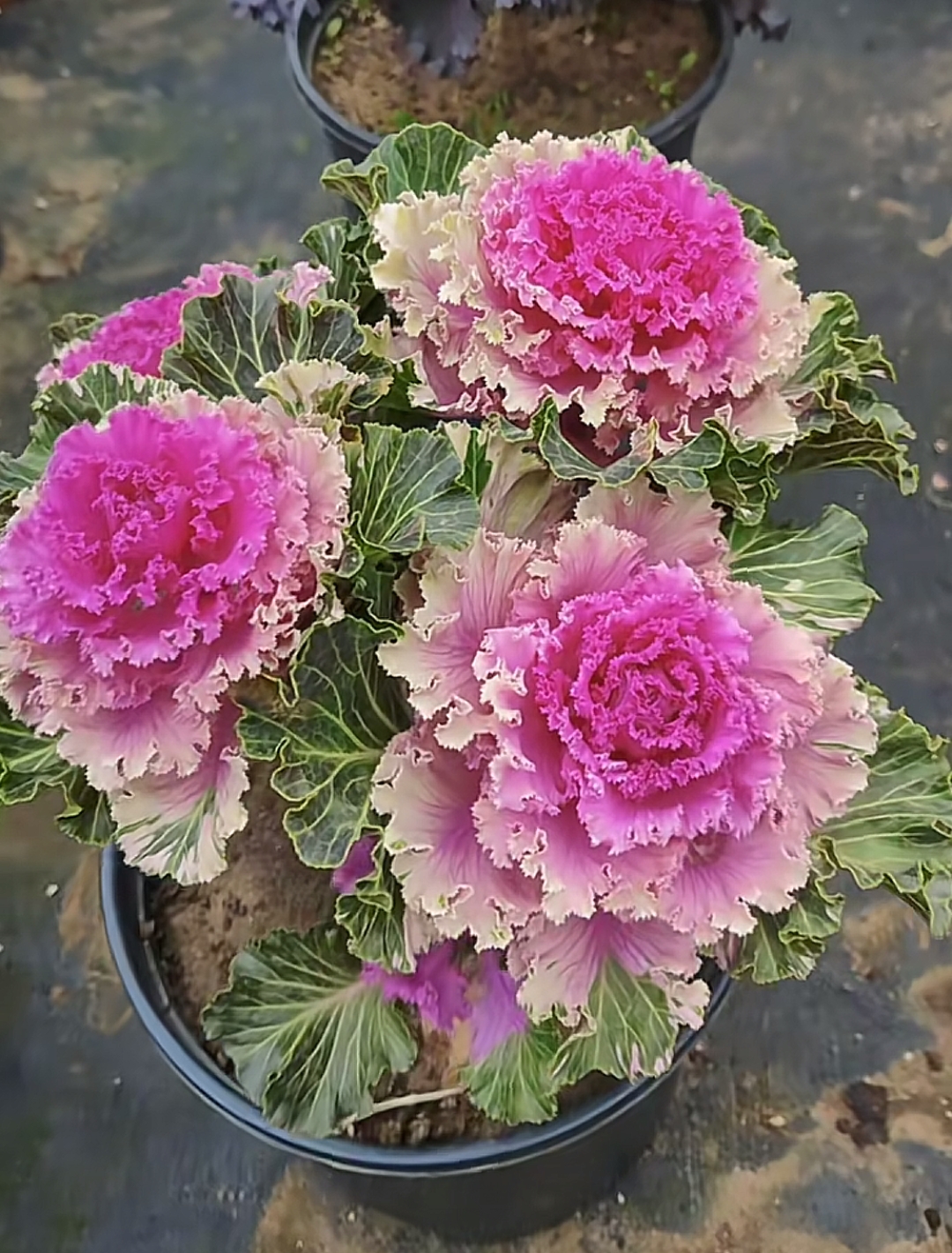 【幸运小花园】亮叶系列混色种子