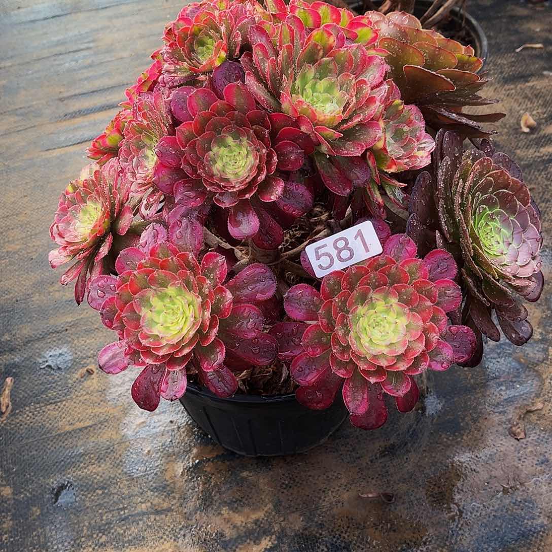 多肉植物581 红胭脂