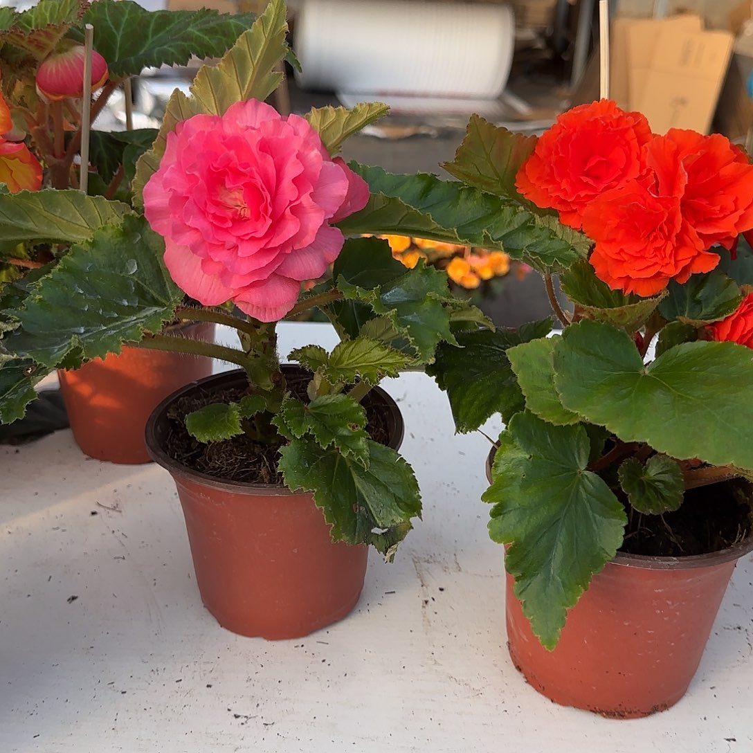 绿叶粉➕绿叶橙，掉花折叶正常介意勿拍，不拍保温冻死不售后