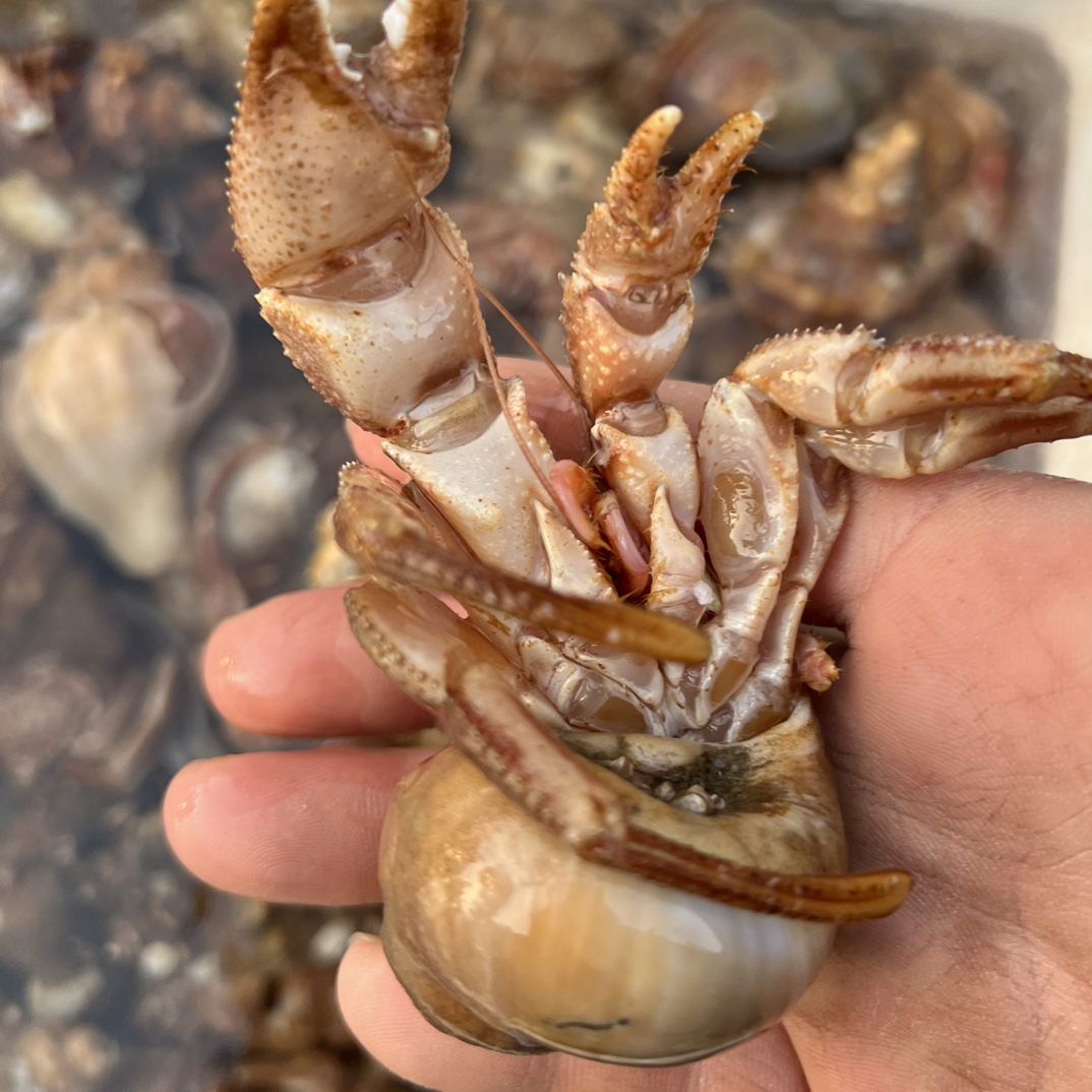 威海本地小船海怪壳中大3斤装一斤6 - 7个保鲜不保活个别壳里有沙虫大小不匀