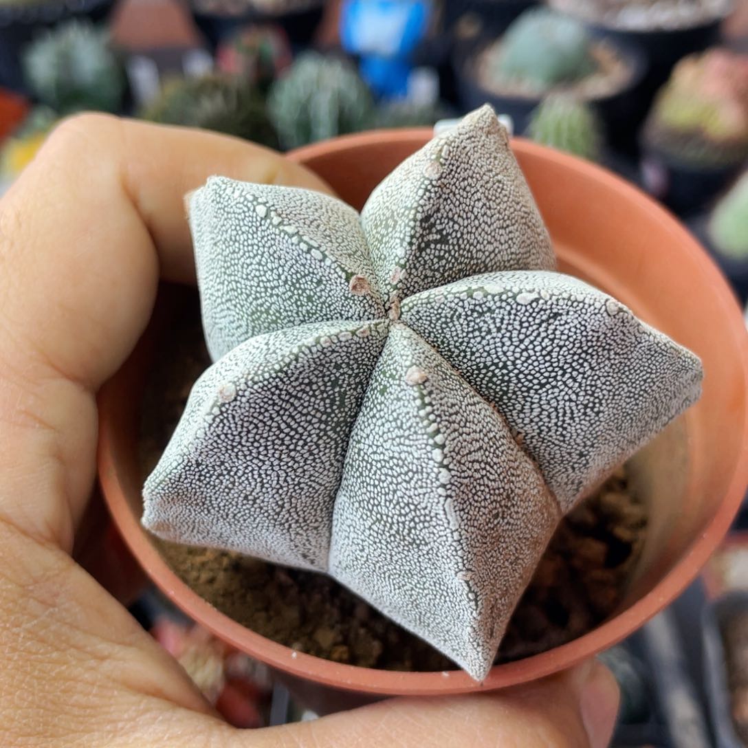 仙人球满28包邮盆5公分恩冢实生6.3公分