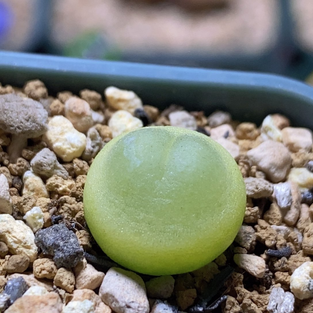 好看好看的啦等子