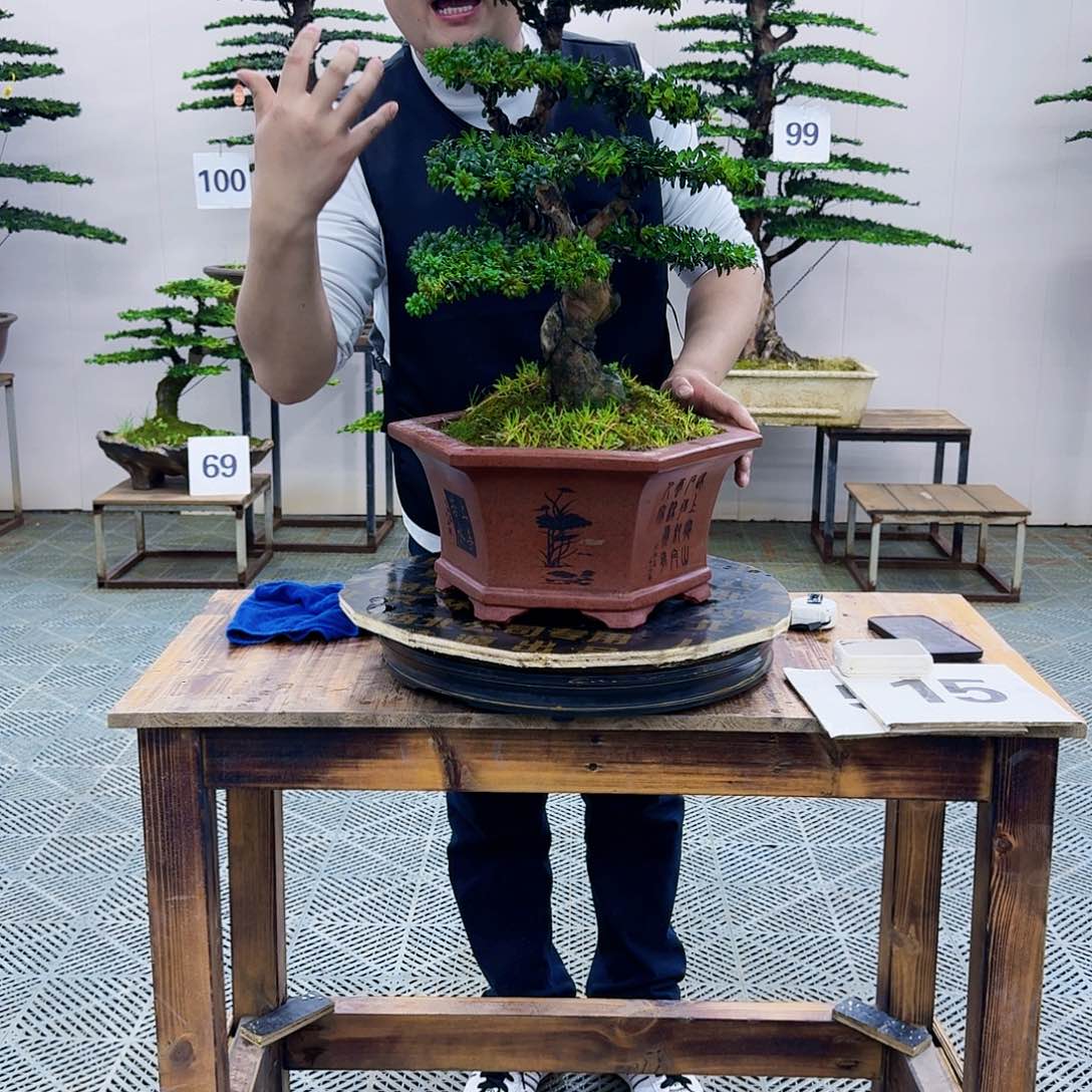 红芽罗汉松造型盆景